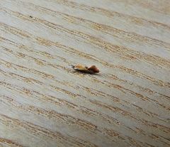 Batia lunaris