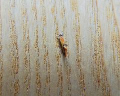 Batia lunaris
