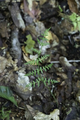 Woodsia obtusa
