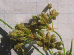 Fimbristylis quinquangularis quinquangularis