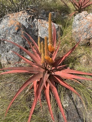 Aloe spicata