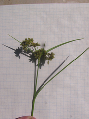 Fimbristylis quinquangularis quinquangularis