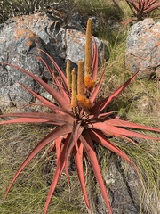 Aloe spicata