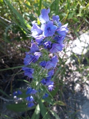 Echium vulgare