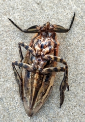 Lethocerus indicus