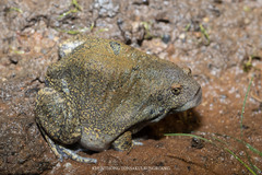 Glyphoglossus molossus