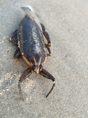 Lethocerus indicus
