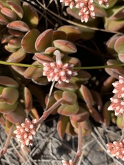 Crassula swaziensis