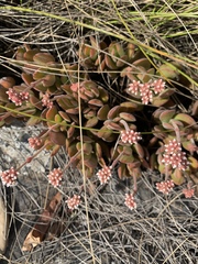 Crassula swaziensis