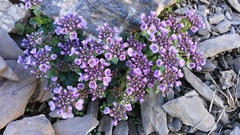 Noccaea rotundifolia