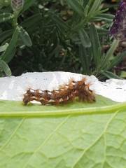 Acronicta rumicis