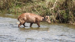 Axis porcinus porcinus