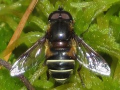 Eristalis cryptarum