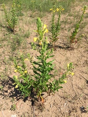 Oenothera cambrica