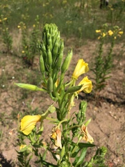 Oenothera cambrica