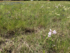 Penstemon cobaea