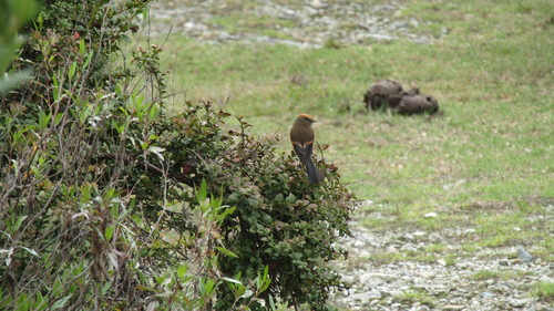 Rufous-browed Chat-Tyrant (Ochthoeca superciliosa), photo 2