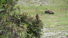 Ochthoeca superciliosa