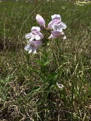 Penstemon cobaea
