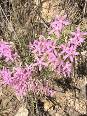 Zeltnera beyrichii