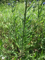 Echium vulgare