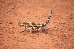 Moloch horridus