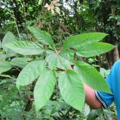 Heptapleurum heptaphyllum