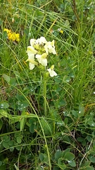 Pedicularis tuberosa
