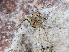 Mimetus laevigatus