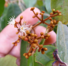 Calyptranthes chytraculia