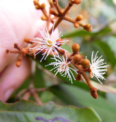 Calyptranthes chytraculia