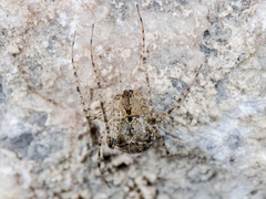 Mimetus laevigatus