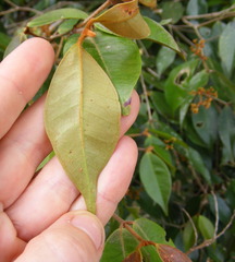 Calyptranthes chytraculia