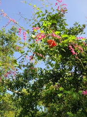 Campsis radicans image