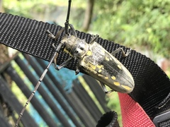 Batocera lineolata