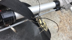 Batocera lineolata