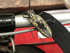 Batocera lineolata