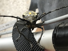 Batocera lineolata