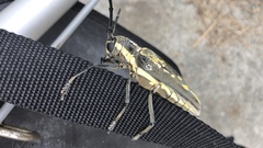 Batocera lineolata