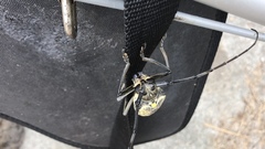 Batocera lineolata