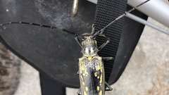 Batocera lineolata
