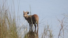 Axis porcinus porcinus