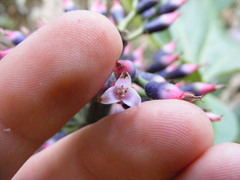 Aechmea paniculigera