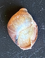 Bothriembryon brazieri