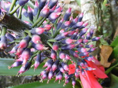 Aechmea paniculigera