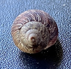 Bothriembryon brazieri