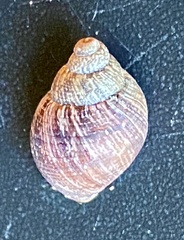 Bothriembryon brazieri