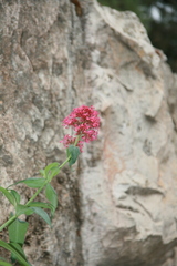 Centranthus ruber