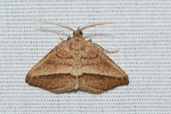 Macaria varadaria