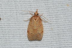 Cenopis saracana